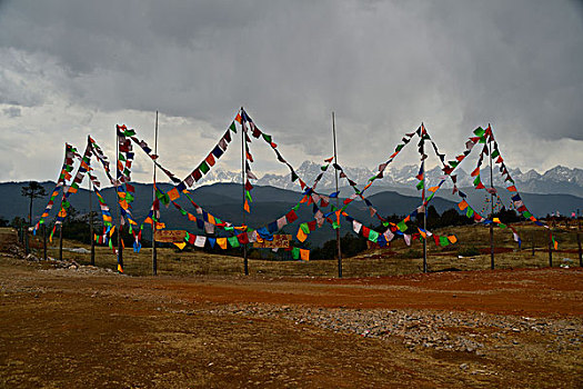 lo de rong vang bach kim