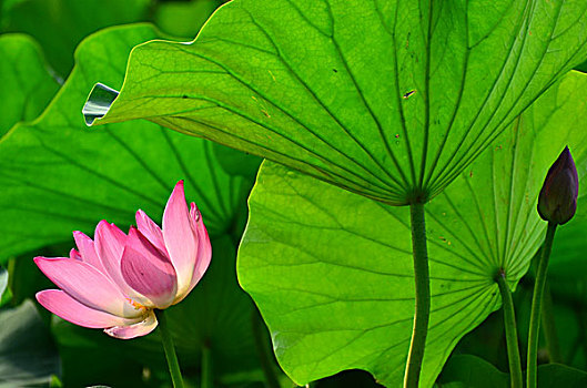 xo so quang ngai