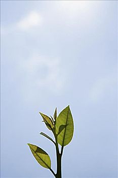 xổ số kiến thiết minh ngọc