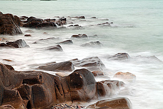 lô bạch thủ miền bắc