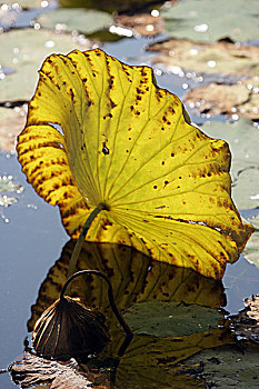 cầu bạch thủ mb