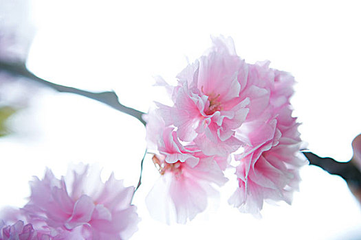 xsmn minh ngoc truc tiep
