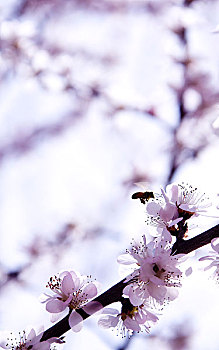 bạch thủ đề ngày hôm nay