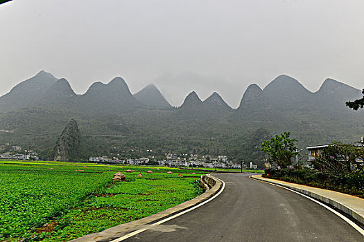 rong bạch kim